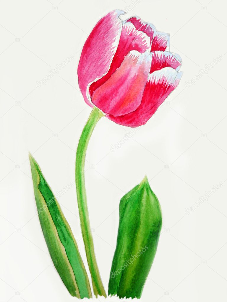 Pink white tulip
