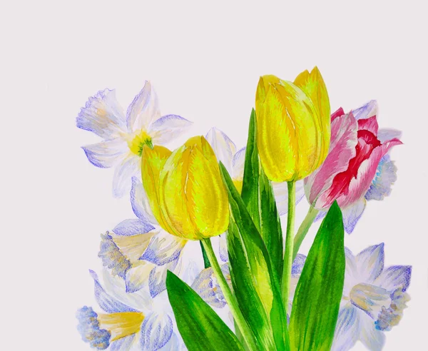 Narcissuses 和郁金香花束 — 图库照片