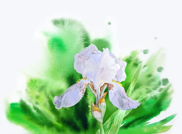 Grüner Aquarell-Hintergrund und weiße Iris — Stockfoto