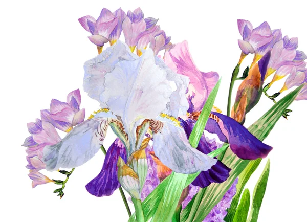 Menekşe ve beyaz irisler — Stok fotoğraf