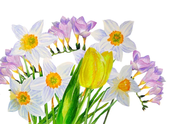 Narcisse jaune et fresia — Photo