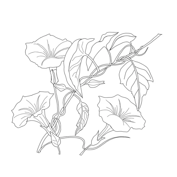 Bindweed. Croquis noir et blanc — Image vectorielle