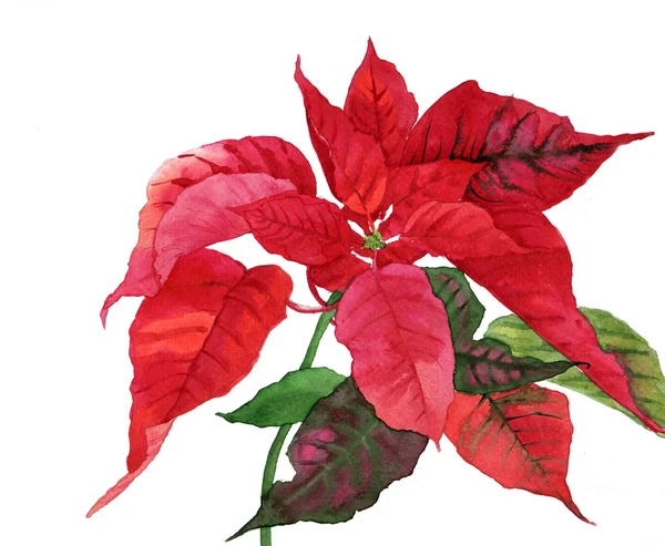 Poinsettia rossa con foglie verdi — Foto Stock