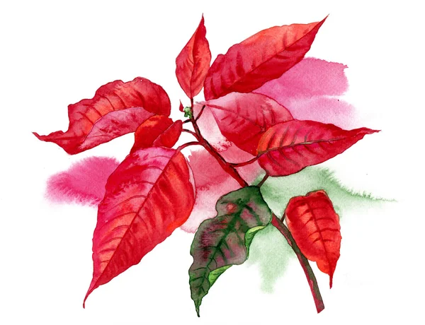 Poinsettia rossa con foglia verde — Foto Stock