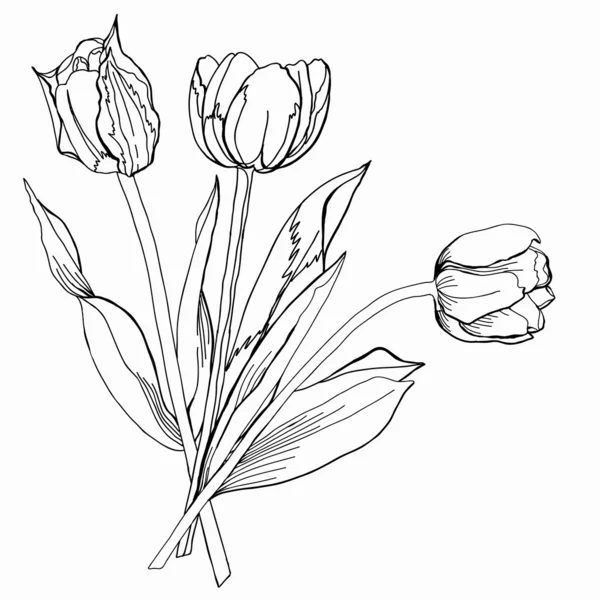 Tulipanes. Ilustración vectorial — Archivo Imágenes Vectoriales