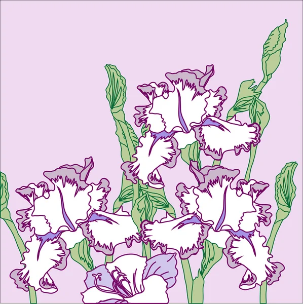 Background with three irises — Stock Vector