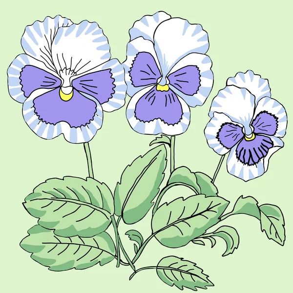 Blue white Pansy — Stock Vector