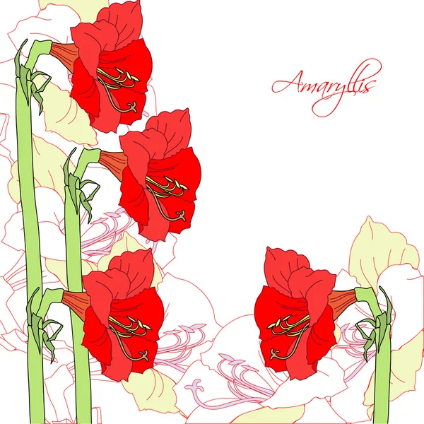 White background with red ammaryllis — Stock Vector