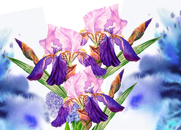 Background with blue irises — Stock Photo, Image