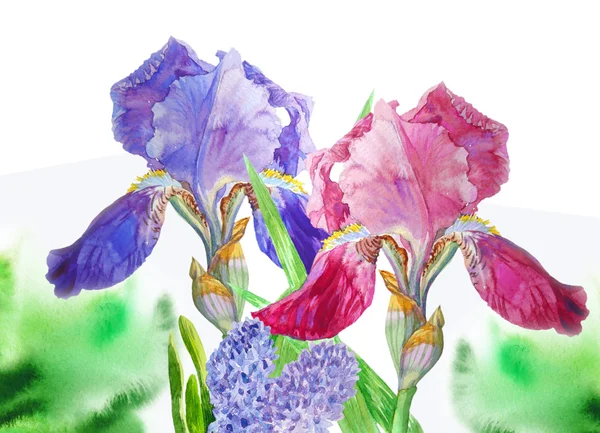 Blue claret  irises — Stock Photo, Image