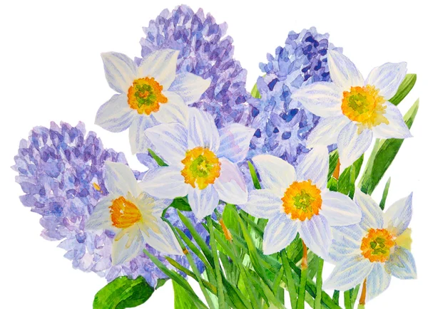Hyacinth a Narcis — Stock fotografie
