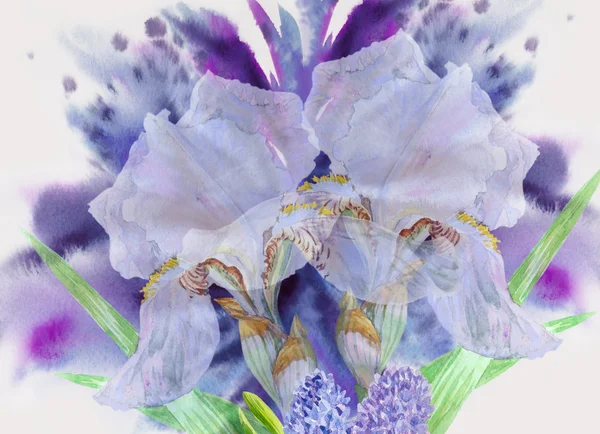 Background with two white  irises — Stock Photo, Image