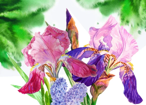 Blauwe claret irissen — Stockfoto