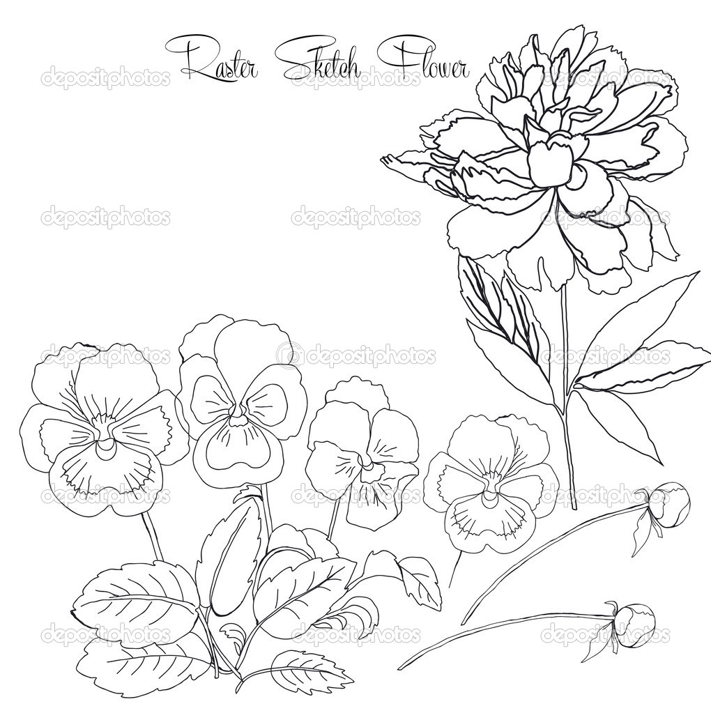 Sketch with peony and pansy