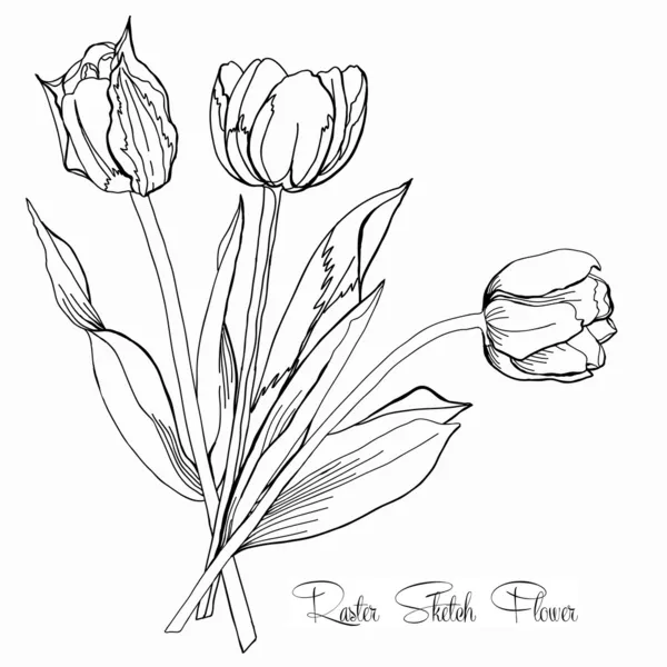 Tulip.Sketch Black and White. — Stock Photo, Image