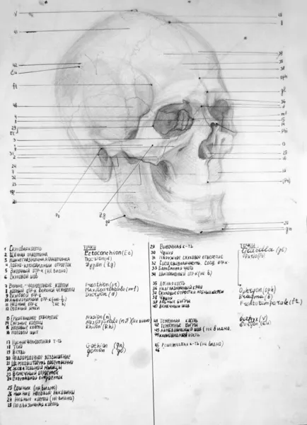 绘图的头骨和骨头 — 图库照片