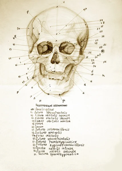 Calaveras de dibujo retro con huesos —  Fotos de Stock