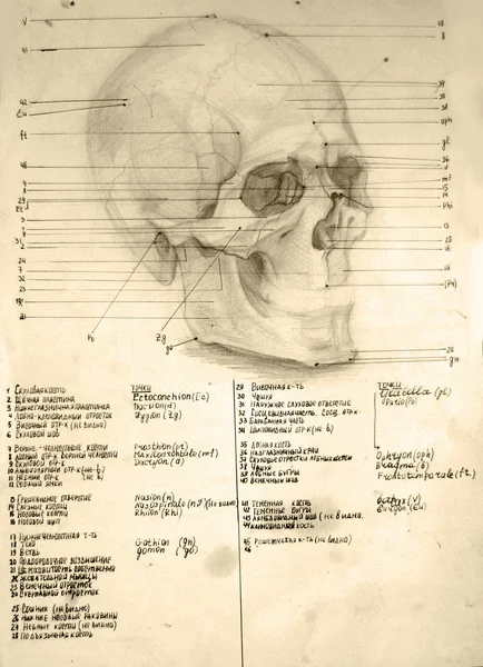 复古的绘图头骨和骨头 — 图库照片