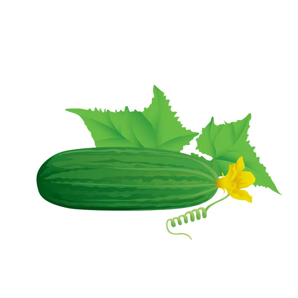 Pepino — Vector de stock