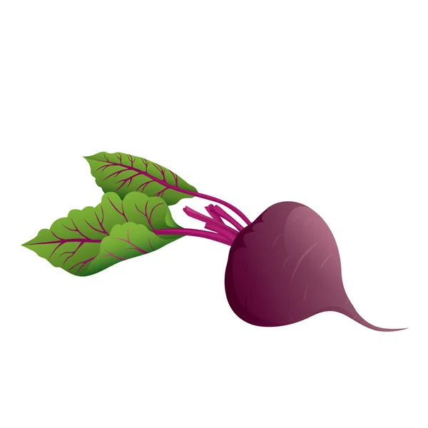 Beetroot — Stock Vector