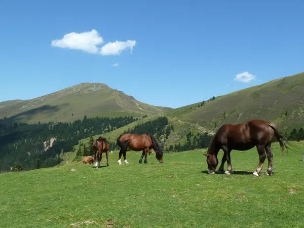 Wilde paarden grazen in de bergen Stockfoto