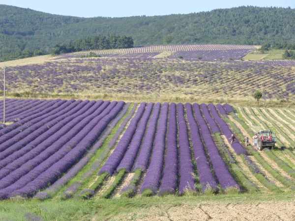 Gebied van lavendel Stockfoto