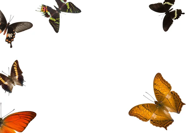 Sundry Butterflies Isolated On White — Stock Photo, Image