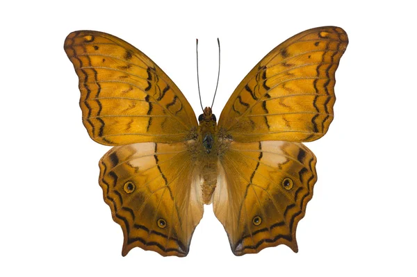 Motýl křižník izolované na bílém Royalty Free Stock Fotografie