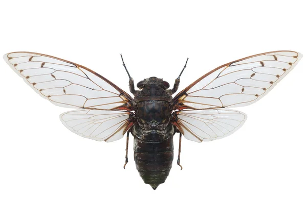 Gigante Cicada Pomponia Intermedia isolado em branco Imagem De Stock