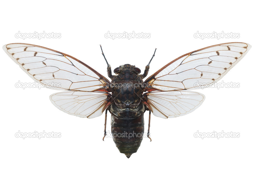 Giant Cicada Pomponia Intermedia Isolated On White