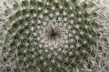 Macro Of A Cactus clipart