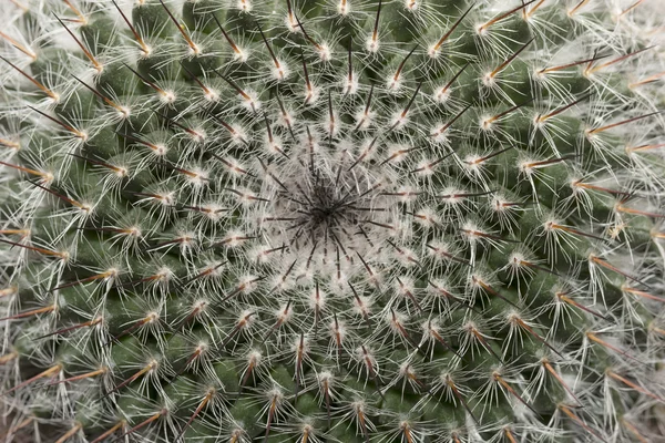 Makro kaktus Stock Snímky