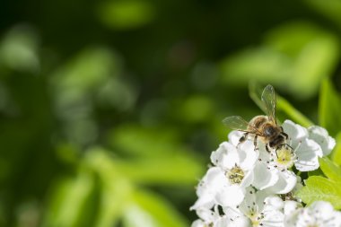 Makro arı bir whitethorn üzerinde