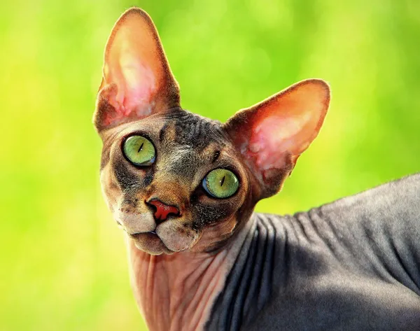 Sphynx bezsrstá kočka na zeleném pozadí — Stock fotografie