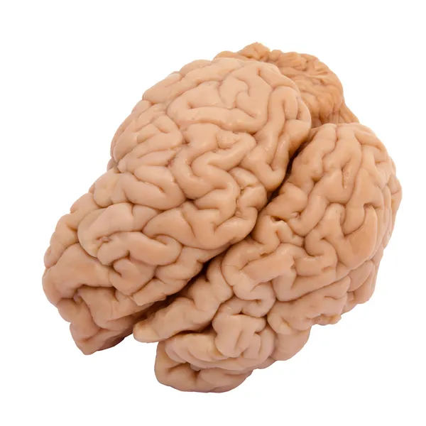 Cérebro real — Fotografia de Stock