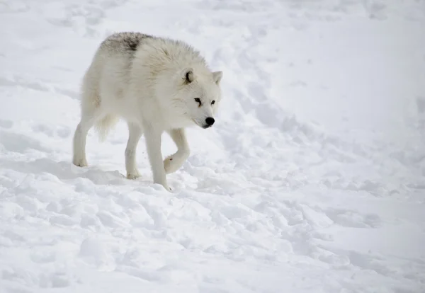 北极狼（canis lupus arctos）) — 图库照片