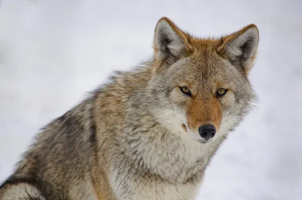 Coyote — Stockfoto