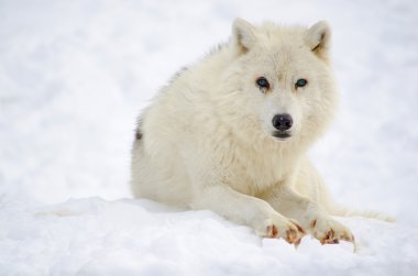 Kuzey Kutbu Kurdu (köpek lupus arctos))