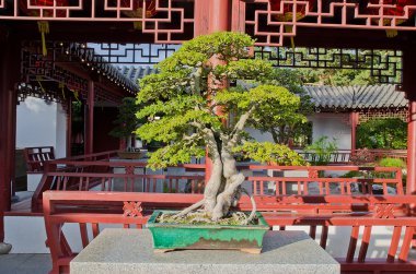Çin bonzai Bahçe güzel bonzai ağacı