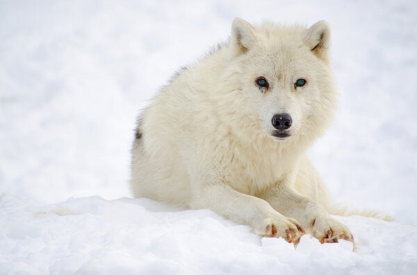 Old blue-eyed arctic wolf resting on snow