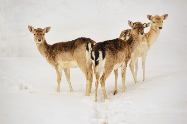 Tři bílé sledoval jelenů — Stock fotografie