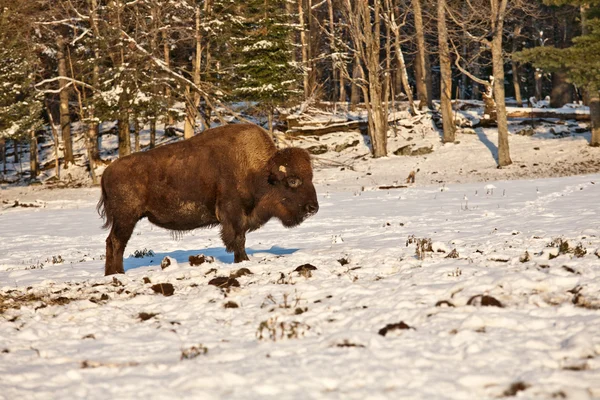 Bisonte en la nieve — Foto de Stock