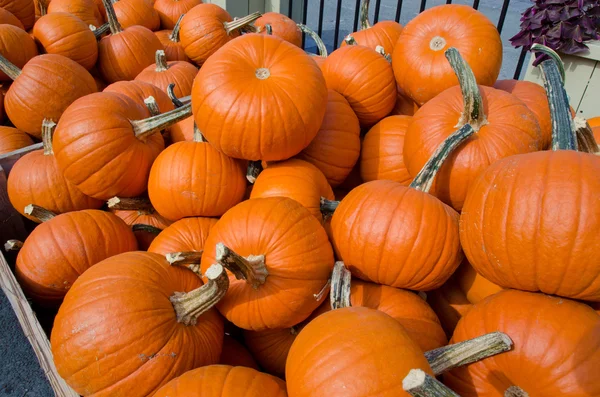 Pumpkins — Stock Photo, Image