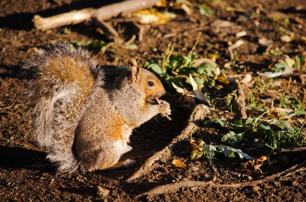 Grauhörnchen — Stockfoto