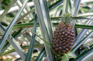 büyüyen genç ananas