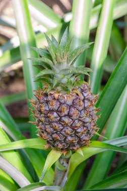 büyüyen genç ananas