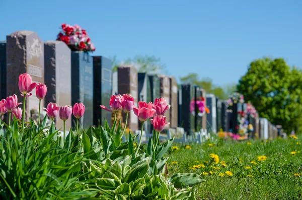 Lápidas alineadas en un cementerio Imagen de archivo