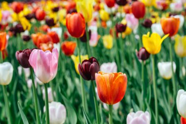 Display of various tulips in Montreal, in the Spring
