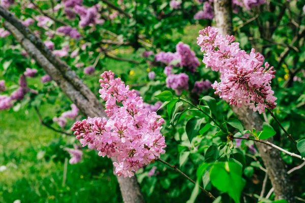 Lilac Garden Montreal Botanical Garden — Foto de Stock