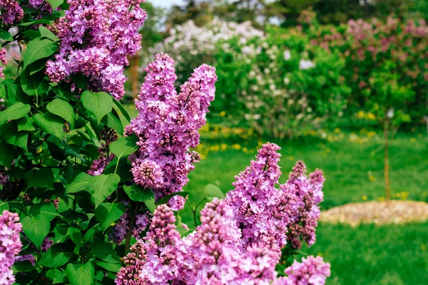 Lilac Garden Montreal Botanical Garden — Foto de Stock